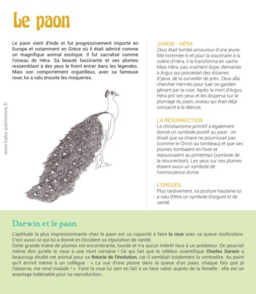 Le paon vient d'Inde et fut progressivement importé en Europe et notamment en Grèce où il était admiré comme un magnifique animal exotique. Il fut sacralisé comme l'oiseau de Héra. Sa beauté fascinante et ses plumes ressemblant à des yeux le firent entrer dans les légendes. Mais son comportement orgueilleux, avec sa fameuse roue, lui a valu ensuite les moqueries. Junon - Héra : Zeus était tombé amoureux d'une jeune fille nommée Io et pour la soustraire à la colère d'Héra, il la transforma en vache. Mais Héra, pas vraiment dupe, demanda à Argus qui possédait des dizaines d'yeux, de la surveiller de près. Zeus alla chercher Hermès pour tuer ce gardien gênant par la ruse. Après la mort d'Argus, Héra prit ses yeux et les dispersa sur le plumage du paon, oiseau qui était déjà consacré à la déesse. La résurrection : Le christianisme primitif a également donné un symbole positif au paon : on disait que sa chaire ne pourrissait pas (comme le Christ au tombeau) et que ses plumes tombaient en hiver et repoussaient au printemps (symbole de la résurrection). Les yeux sur ses plumes étaient aussi un symbole de l'omniscience divine. L'orgueil : Plus tardivement, sa posture hautaine lui a valu d'être un symbole d'orgueil et de vanité.